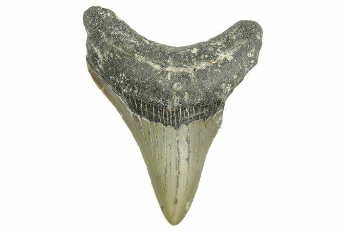 Serrated, Fossil Megalodon Tooth - North Carolina #371500